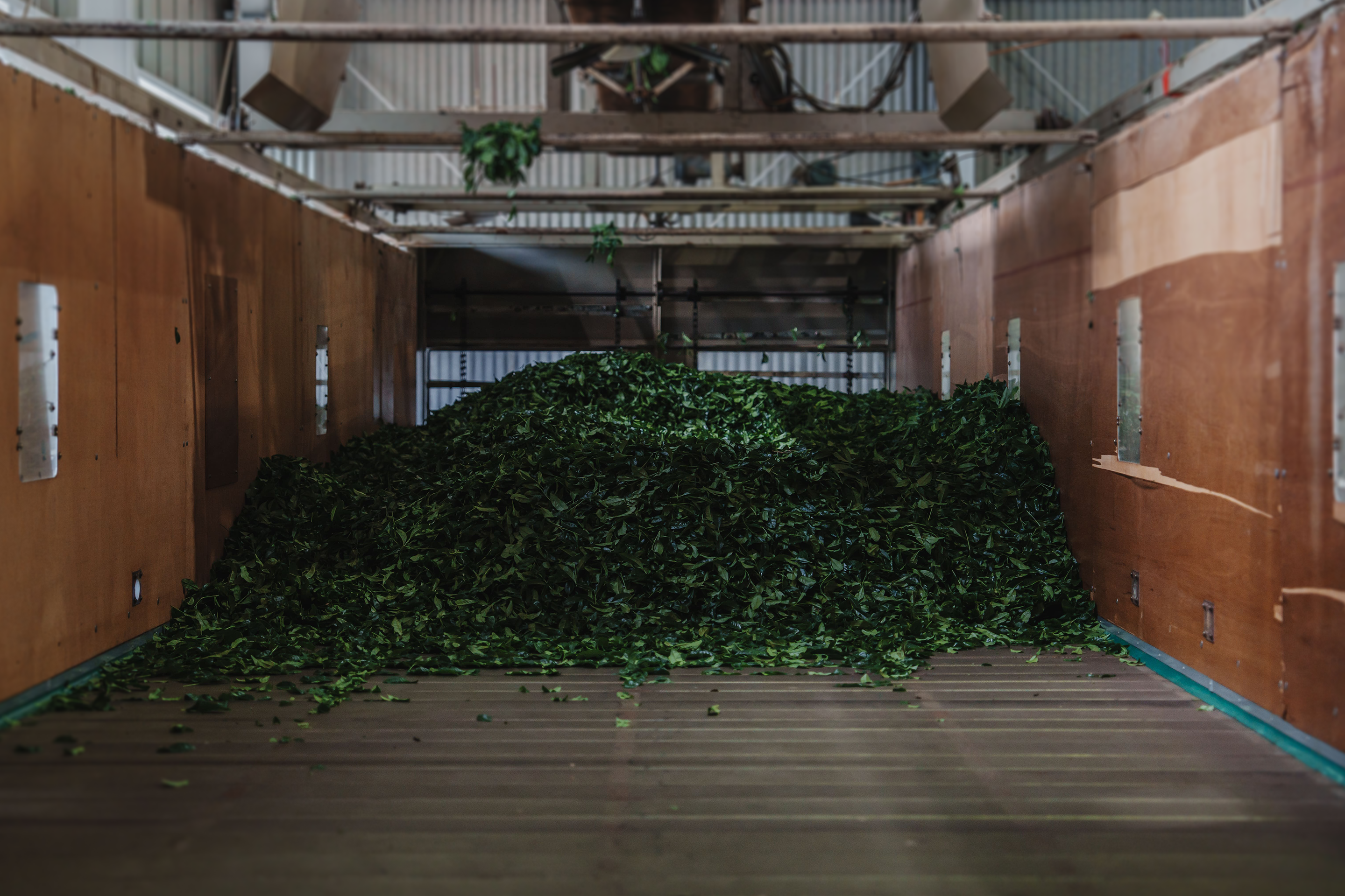 Inside a Century-Old Tea House: What We Learned About Matcha