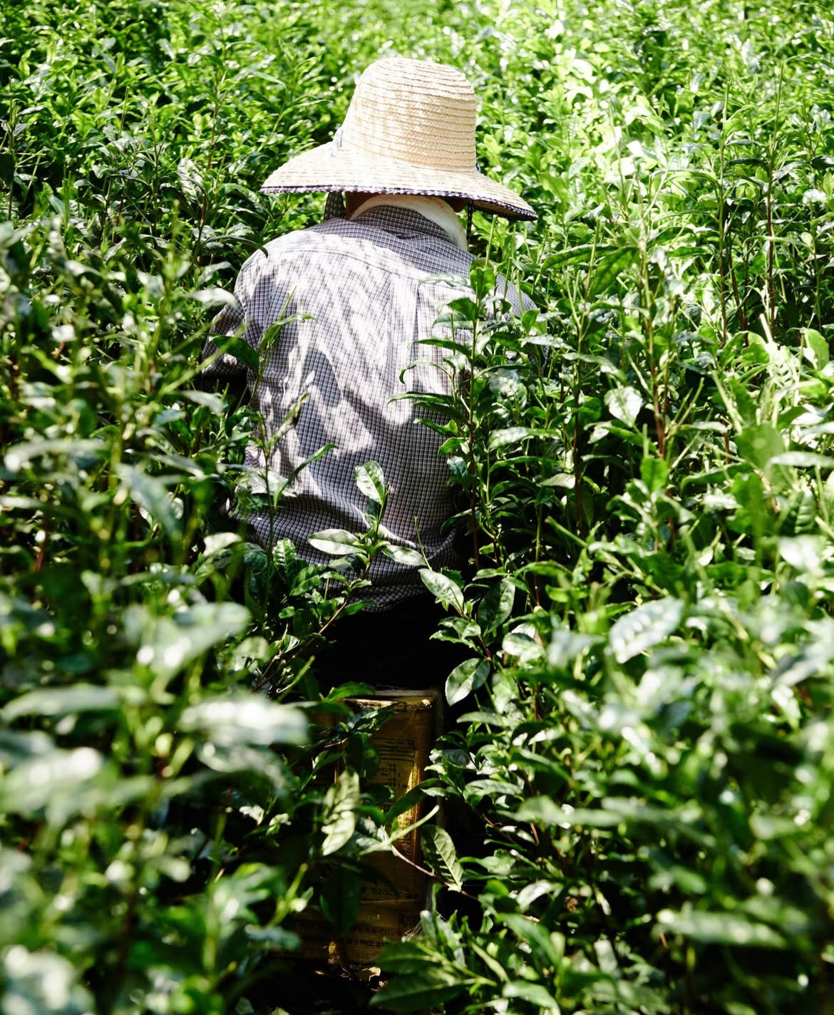 Matcha vs Houjicha: A Tale of Two Japanese Teas