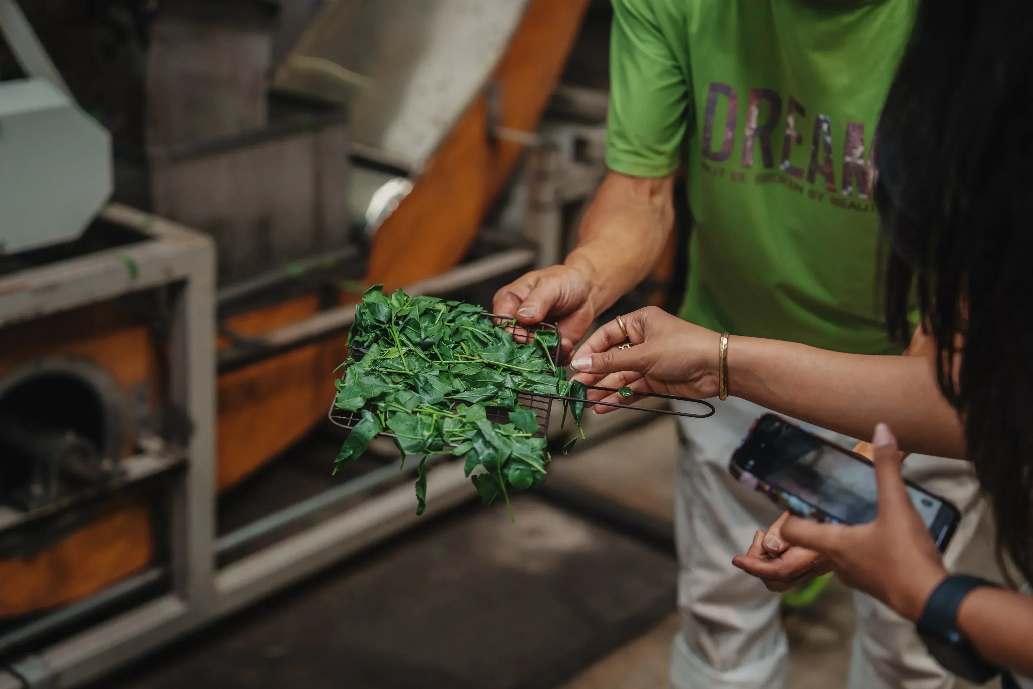 From Whisk to Storage: The Essential Guide to Matcha Preservation