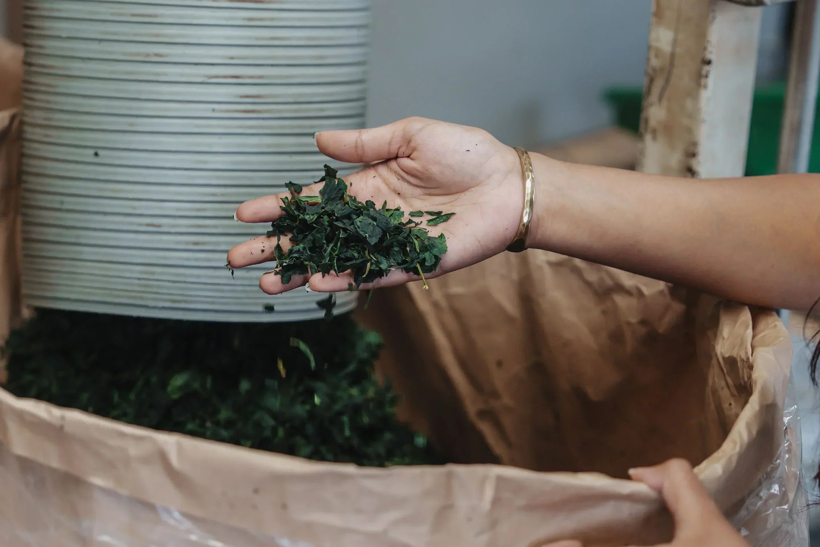 Understanding Matcha Cultivars: Why Different Matchas Taste Different