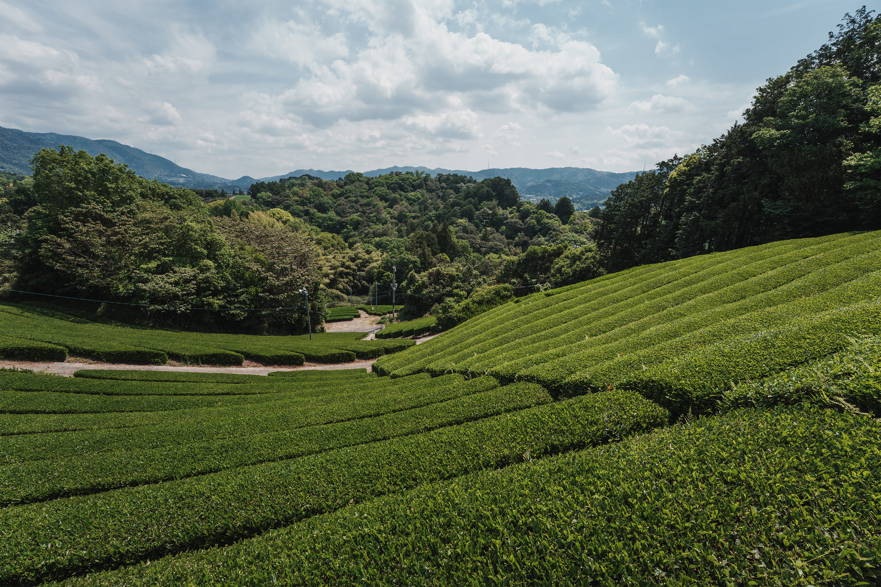 Building Bridges: How Japan and India Shaped Yūzen