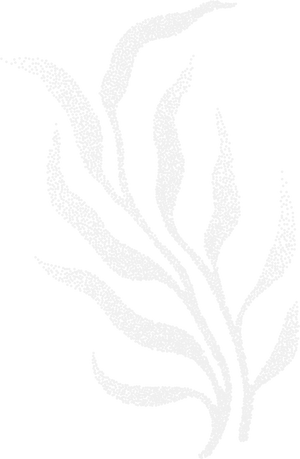 Line illustration of a matcha bowl with steam rising, representing the Drift stage of the Yuzen Matcha ritual