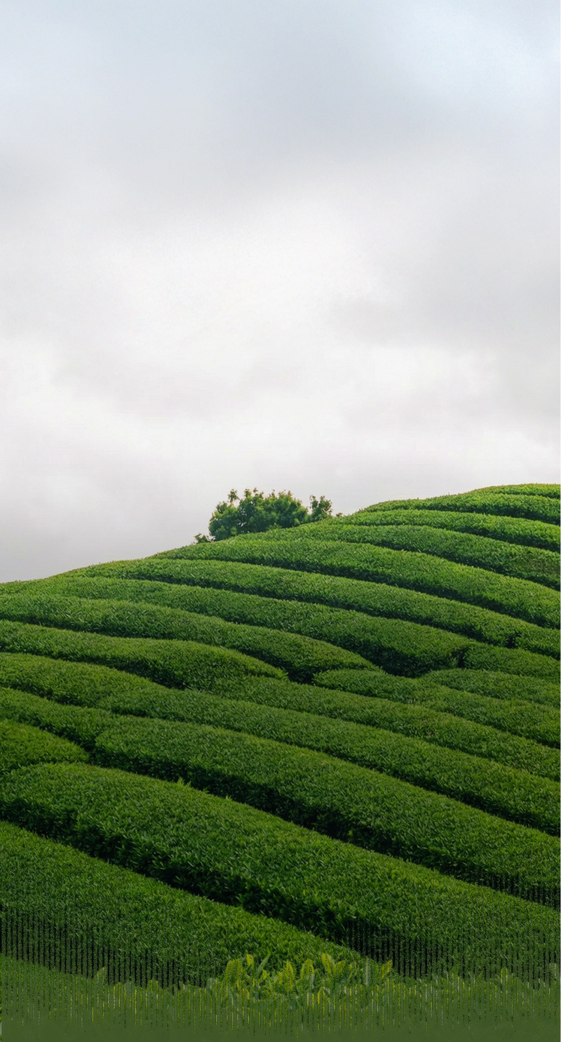 Waves of green matcha plants under a cloudy sky