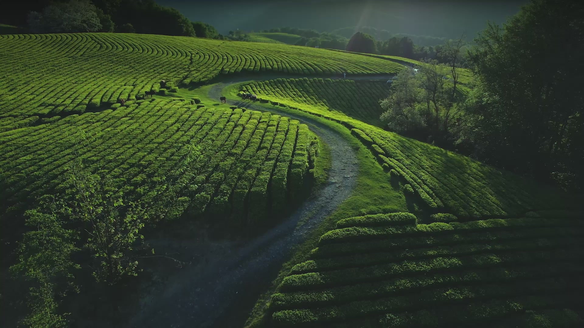 Cinematic montage of ceremonial grade matcha preparation: showing vibrant green powder texture, traditional bamboo whisking, and pouring fresh matcha lattes.