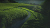 Cinematic montage of ceremonial grade matcha preparation: showing vibrant green powder texture, traditional bamboo whisking, and pouring fresh matcha lattes.